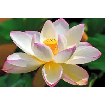 Beautiful Lotus Flower