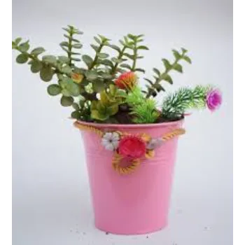 Designer Decorative Plants