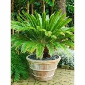 No1 Decorative Plants