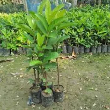 A1 Guava Plant