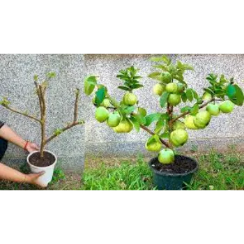 Nice Guava Plant