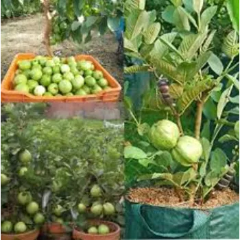 A1 Guava Plant