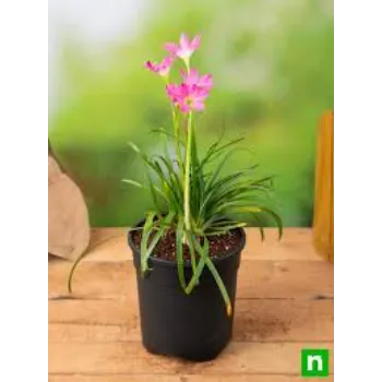 Common Lilium plant