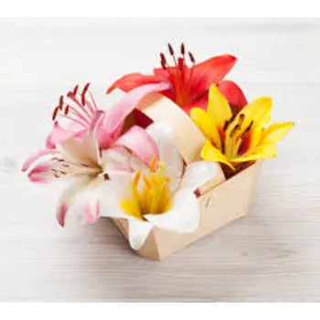 Fancy Lillium Plant