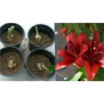 Red Lilium Plants