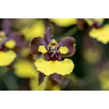 Yellow & Black Orchid Flower