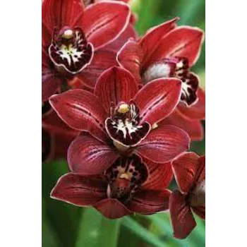 Red Orchid Flowers