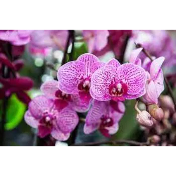 Unique Orchid Flower