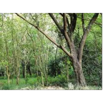 Great Sandalwood Plants