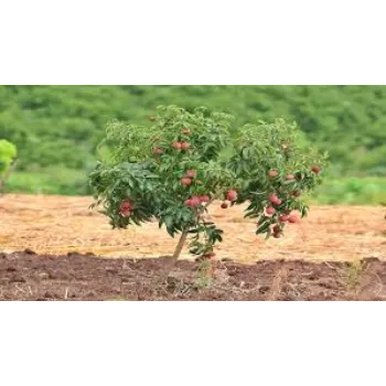 Top Litchi Plant