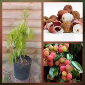 Natural Litchi Plant