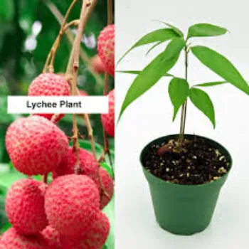 Good Litchi Plant