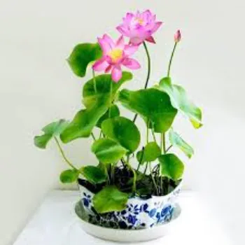 Designer Lotus Plant