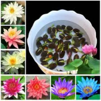 Multicolor Lotus Plants