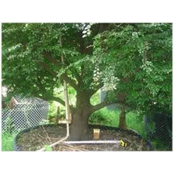 A1 Sandalwood Plants