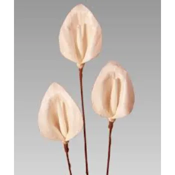 Cream Shola Flower