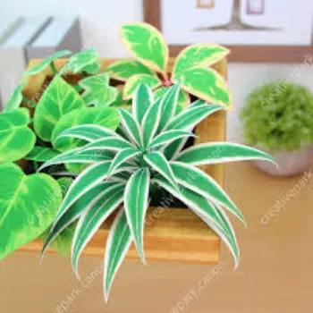 Fabulous Ornamental Plant