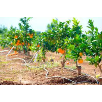 Super Orange Plant