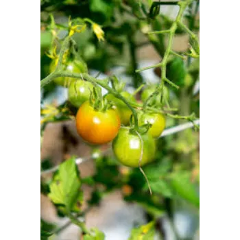 Green Orange Plant 