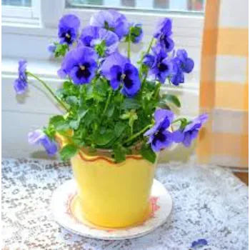 Stylist Pansy Plant