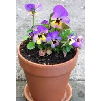 Nice Pansy Plants
