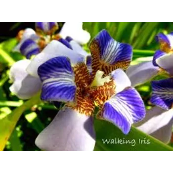 Purple Tropical Flower
