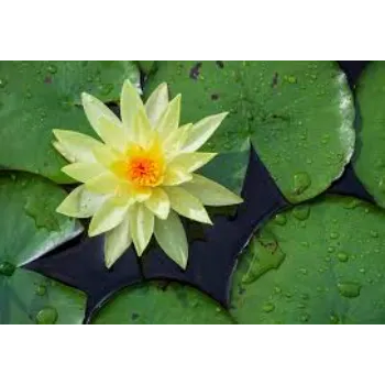 No1 Tropical Flower