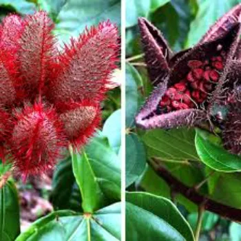 A1 Tropical Flower
