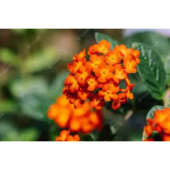 Unique Tropical Flower