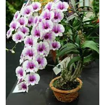 No1 Orchids