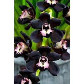 Black Orchids Flower