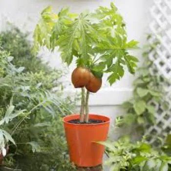 Natural Papaya Plant