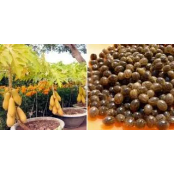 Best Papaya Plant