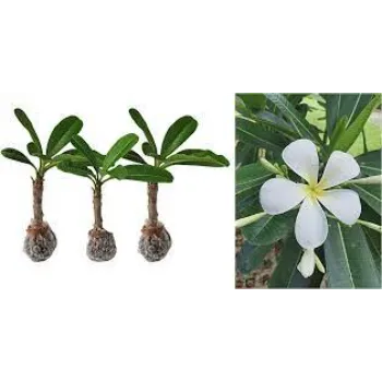 White Plumeria Plants