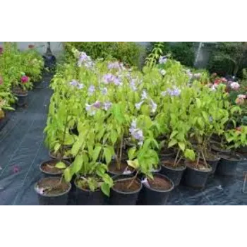 No1 Plumeria Plant