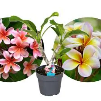 Top Plumeria Plant