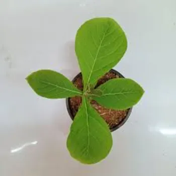 A1 Teak Plant