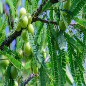 Amla Plant Green Color