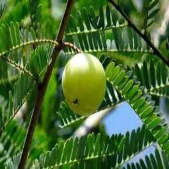 Amla Plants  green 