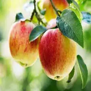 Apple Plant