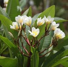 Plumeria Plan