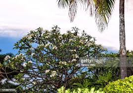 Plumeria Plan