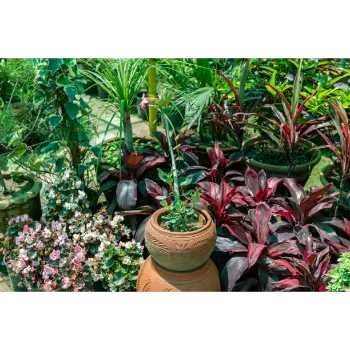 Adenium Plant