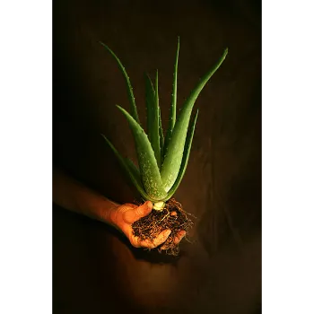 Aloe Vera Plants