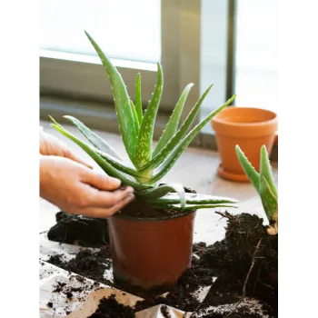 Aloe Vera Plants