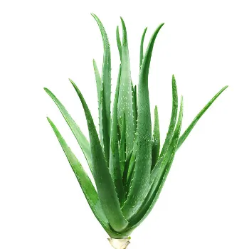 Aloe Vera Plants