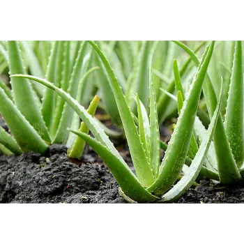 Aloe Vera Plants