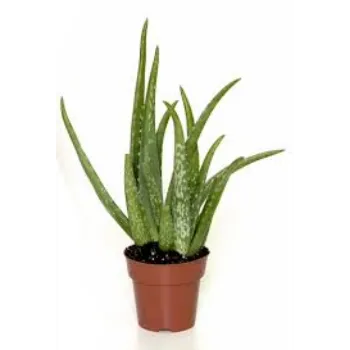 Organic Natural Aloevera Plant