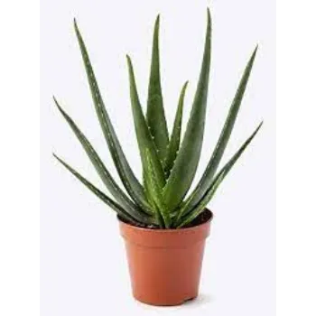 Organic Aloevera Plant