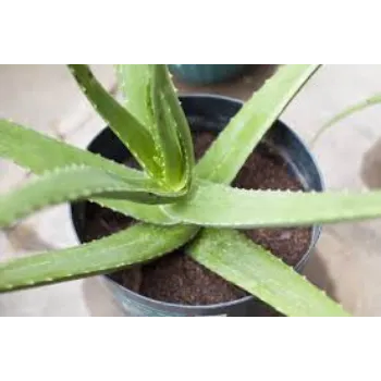 Natural Aloevera Plant